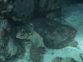 Huge Loggerhead